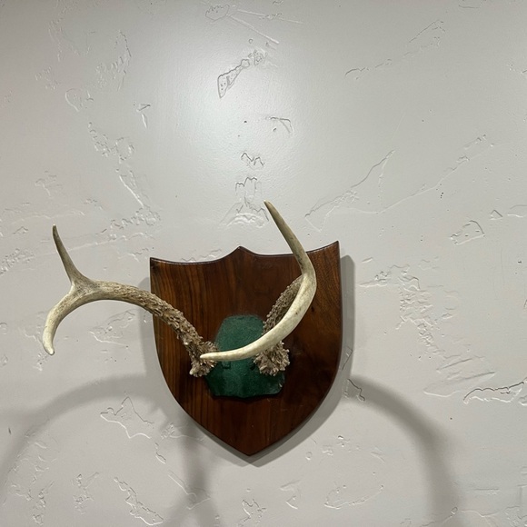 Vintage Deer Antler Mount - Picture 3 of 5